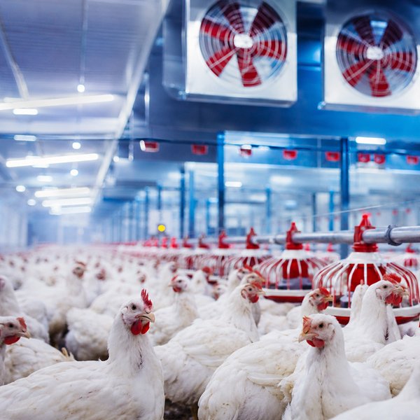 Poultry and fattening farm equipment